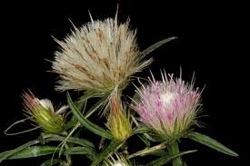 Image result for Dicoma anomala