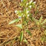 Image result for Exacum oldenlandioides