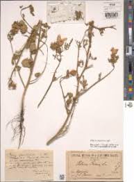 Image result for Hibiscus tridactylites