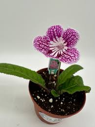 Image result for Streptocarpus buchananii