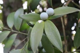 Image result for Nageia nagi