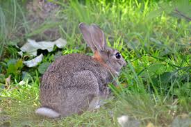 The authors make it a point to mention. How To Keep Rabbits Away From The Garden Stop Rabbits From Eating Plants Rabbit Remover