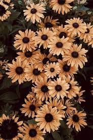 Appearance Characteristics Come To The Fore 1 Ornamental Plywood Surface Levels Of Flower Iphone Wallpaper Sunflower Wallpaper Beautiful Flowers Pictures