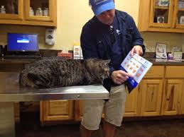 Guy Explains Obesity Chart At The Vets Office To His Cat