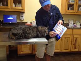 guy explains obesity chart at the vets office to his cat