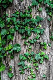 Getting rid of english ivy is difficult, and unbeknownst to many gardeners is the fact that these vines, when reaching full maturity, produce small greenish flowers followed by black berries. Does Ivy Kill Trees Whitehouse Landscaping