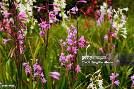 Image result for Watsonia