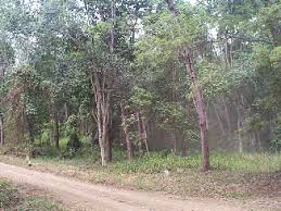 Image result for Anthospermum usambarense