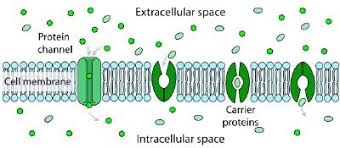 Diffusion Passive Transport And Facilitated Diffusion Plasma Membrane Facilitated Diffusion Cell Membrane