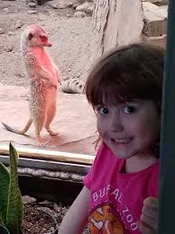 Happy #MeerkatMonday! Did you know meerkat mobs spend a lot of their time  grooming and playing together to keep the family as a tight unit?