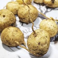 Image result for Pyrenacantha kaurabassana