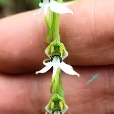 Image result for Habenaria clavata