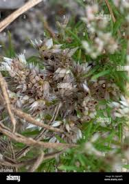 Image result for Polycarpaea eriantha