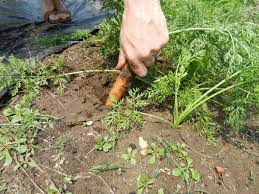 Growing Carrots How To Seed Germinate Grow Harvest The Country Basket Growing Carrots Organic Gardening Tips Veggie Garden