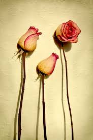 Beautiful flowers whatsapp dp beautiful flowers pictures for whatsapp dp beautiful flowers images for whatsapp dp beautiful. Dps Assignment Still Life Flowers Jealousy Hanemu Flickr