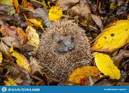 128 Animals Hibernating Photos Free Royalty Free Stock Photos From Dreamstime