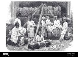 Old bombay cotton hi-res stock ...