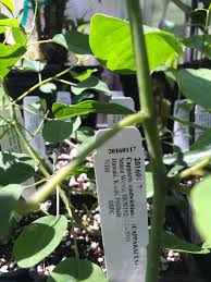 Image result for Cordia torrei