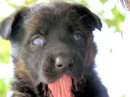 If you've been looking for a dog with looks, courage, stamina, and loyalty, you may want to consider getting a black german shepherd pitbull mix! Recklessly Black German Shepherd Mixed With Pitbull