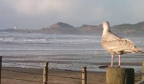 Birds Of Central Oregon Coast Feeding Of Seagulls On Oregon Coast A No No But Growing Problem It S A Common Scene And Sometimes A Major Attraction To Coming To The Oregon Coast Central Oregon Oregon