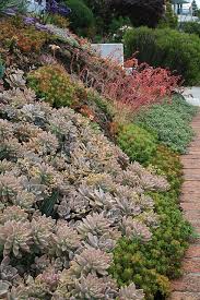 Slope Full Of Succulents Adjacent Street Steingarten Sukkulenten Und Pflegeleichter Garten