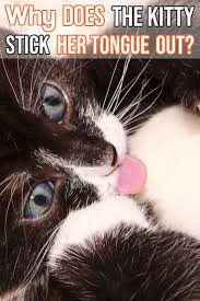 Not all of my cats have done this bu. Pin On Cute Kittens