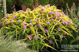 Tradescantia Sunshine Charm Add A Little Sunshine To Your Garden With This New Spiderwort Glowing Gold Foliage Creates A Lo Shade Plants Plants Perennials
