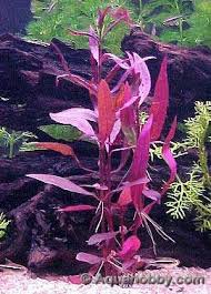 Seeds are the main reproduction strategy but roots can form at nodes. Bog Scarlet Hygro Alternanthera Sessilis Var Rubra Freshwater Aquarium Plants Planted Aquarium Aquatic Plants