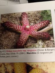 Image result for Orbea maculata