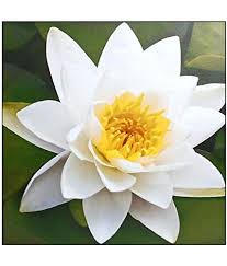 You will like our collections of free white lotus photos, white lotus images with high resolution on lovepik.com, and you can download these hd pictures every day for commercial use. Garden Of Kanishq White Lotus Flower Kamal Gatta In Gardening Seed Pack Of 10 Seeds Amazon In Garden Outdoors