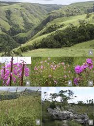 Image result for Crotalaria phylicoides