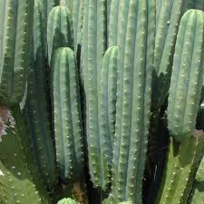 Como cuidar un cactus en casa. Compra Semillas De Suculentas Y Cactus Conoce Como Sembrarlas