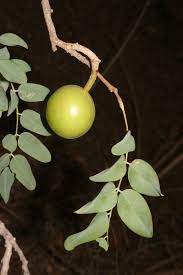 Image result for Cordyla