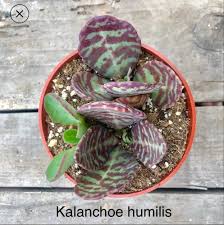Image result for Kalanchoe humilis
