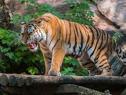 Mimpi Bertemu Macan Dan Artinya Sebagai Tanda