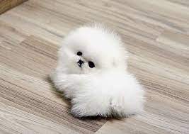 5 Smallest Puppies You Have Ever Seen The Pet S Planet Pomeranian Puppy Teacup Teacup Pomeranian Pomeranian Puppy