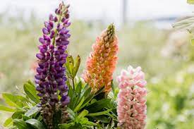 2123373 add to favorites #63671b #93b402. Lupine Plant Care Growing Guide