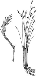 Image result for Abildgaardia ovata