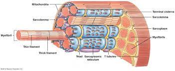 The Structure Of A Skeletal Muscle Fiber Biology Lessons Human Anatomy And Physiology Medical Anatomy