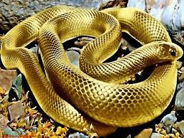 pin by anita miller on snakes snake golden snake beautiful snakes