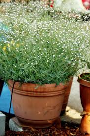 Maybe you would like to learn more about one of these? Grow Your Own Babys Breath The Radish Patch Baby S Breath Plant Planting Flowers Plants