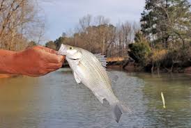 A largemouth bass chasing a lure on a white background. Tips And Tricks For White Bass Fishing Great Days Outdoors