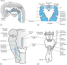 Ultimobranchial bodies consist of cords or follicles of secretory cells supported by a stroma of loose vascular fibrous connective tissue and enclosed within a capsule of fibrous connective tissue. Embryology Enlarged Thyroid