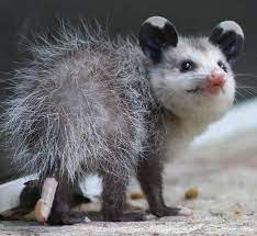 Cute Baby Possum Baby Possum Baby Animals Funny Awesome Possum
