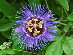 Passiflora, known also as the passion flowers or passion vines, is a genus of about 550 species of flowering plants, the type genus of the family passifloraceae. Passiflora Incarnata Purple Passion Flower World Of Flowering Plants