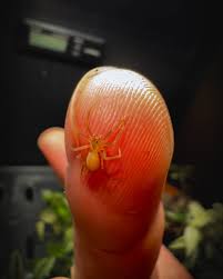 Image result for yellow sac spider bite skin