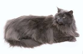 The norwegian forest cat originated in northern europe and is well suited to cold weather. Norwegian Forest Cat You Ll Never Take Me Alive