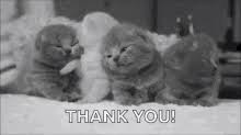 Thank you to the iphone camera: Thank You Cat Gifs Tenor