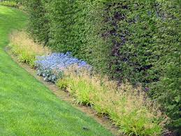 Luzula Sylvatica Aurea With Brunnera Jack Frost And Carpinus Hedge Grown In Sun L Aurea Is Bright Gold Fading To G Garden Inspiration Front Walk Hedges