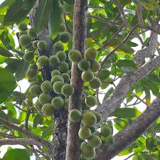 Image result for Ficus sansibarica